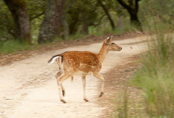 Mafra recebe selo Biosphere Destination