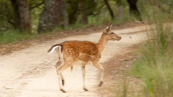 Mafra recebe selo Biosphere Destination
